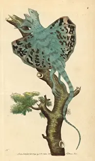 Polydore Prints: Flying dragon, a type of gliding lizard, Draco volans