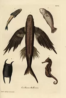 Naturae Collection: Flying fish 1, suckerfish 2, barramundi 3