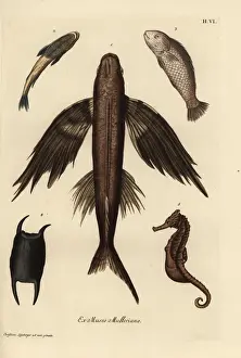 Deliciae Prints: Flying fish 1, suckerfish 2, barramundi 3