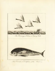 Negroes Prints: Flying fish and dolphin