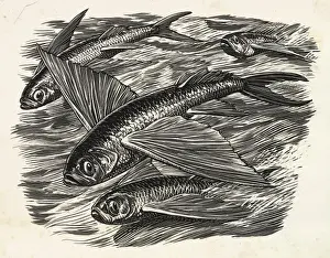 Flying fish from The Old Man and the Sea