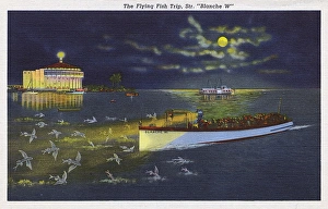 Santa Collection: Flying fish trip, Santa Catalina Island, California, USA