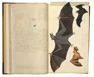 Theria Prints: Flying fox and myotis species