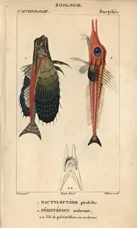 Gurnard Prints: Flying gurnard, Dactylopterus volitans