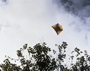 Flying Lemur / Colugos - Gliding