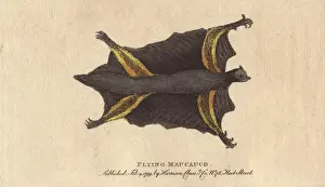 Volans Prints: Flying maucauco or Philippine flying lemur