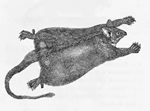 Flying Opossum (Bewick)