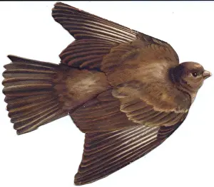 Flying sparrow on a bird-shaped greetings card