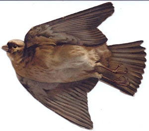 Sparrow Gallery: Flying sparrow on a bird-shaped greetings card
