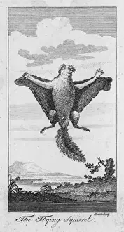 Flying Squirrel