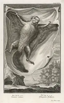 Squirrels Prints: Flying Squirrel