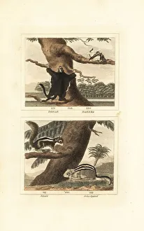 James Smith Barr Prints: Flying squirrel, hairy long-eared bat, palm squirrel and alpine