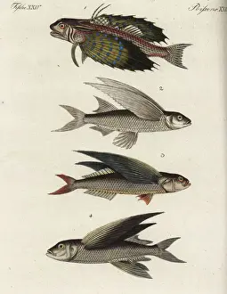 Gurnard Prints: Flyingfish varieties