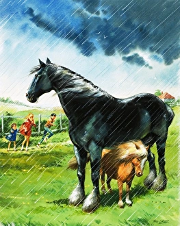 Images Dated 8th June 2007: Foal sheltering from bad weather under another horse