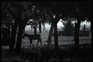 Foal Prints: Foal amongst trees, Normandy