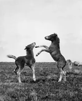 Moor Land Prints: Foaling Around