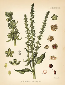 Adolph Gallery: Fodder beet, Beta vulgaris var. rapa