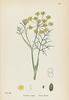 Foeniculum Vulgare