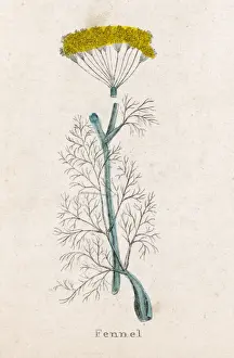 Foeniculum Vulgare