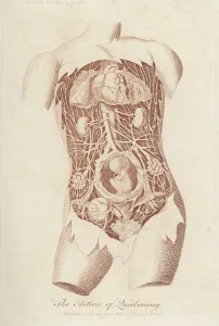 Child Birth Prints: Foetus in the Womb