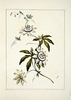 A Collection Of Flowers Gallery: Folio 11 from A Collection of Flowers by John Edwards