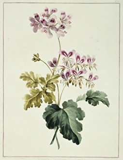 A Collection Of Flowers Gallery: Folio 19 from A Collection of Flowers by John Edwards