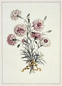 A Collection Of Flowers Gallery: Folio 23 from A Collection of Flowers by John Edwards