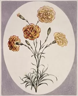 A Collection Of Flowers Gallery: Folio 38 from A Collection of Flowers by John Edwards