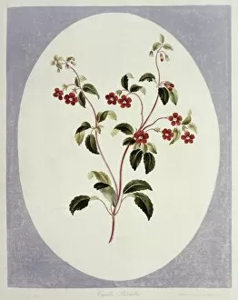 A Collection Of Flowers Gallery: Folio 66 from A Collection of Flowers by John Edwards