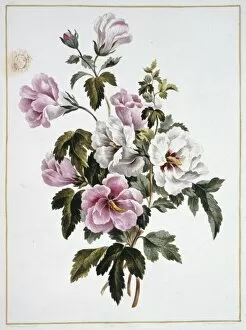 A Collection Of Flowers Gallery: Folio 69 from A Collection of Flowers by John Edwards
