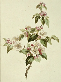 A Collection Of Flowers Gallery: Folio 7 from A Collection of Flowers by John Edwards