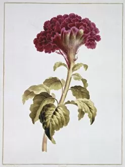 Magenta Collection: Folio 70 from A Collection of Flowers by John Edwards