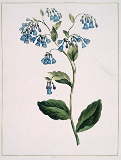 A Collection Of Flowers Gallery: Folio 71 from A Collection of Flowers by John Edwards