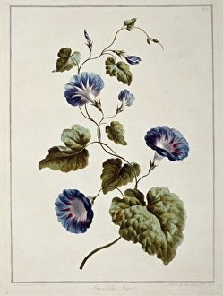 A Collection Of Flowers Gallery: Folio 9 from A Collection of Flowers by John Edwards