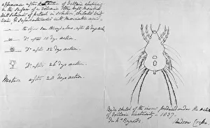 Acari Gallery: Folklore / Insects