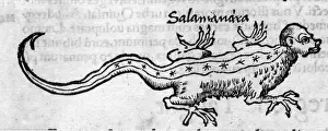 FOLKLORE / SALAMANDER