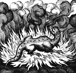 FOLKLORE / SALAMANDER