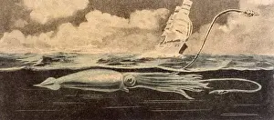 Folklore / Sea Serpent
