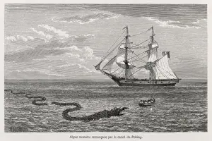 Folklore / Sea Serpent