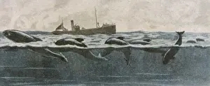 Folklore / Sea Serpent