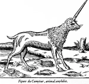 Amphibious Gallery: Folklore / Unicorns