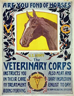 Images Dated 9th May 2012: Are you fond of horses - US Army - The Veterinary Corps inst