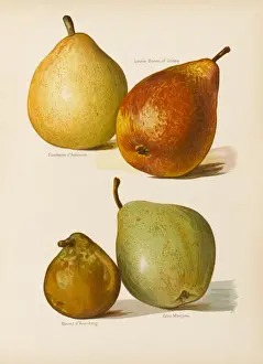 Beurre Prints: PEARS