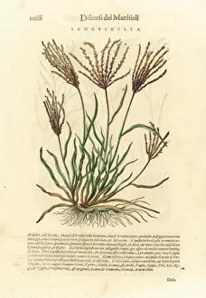 Anazarbeo Gallery: Fonio grass, Digitaria sanguinalis