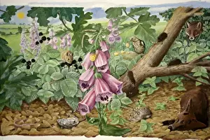 Fagaceae Prints: Food chains