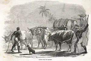 Shipment Prints: Food and Drink / Sugar