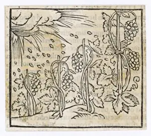 Vine Yard Prints: Food and Drink / Wine / 1553
