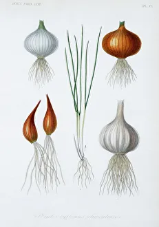 Amaryllidaceae Gallery: Food plant bulbs