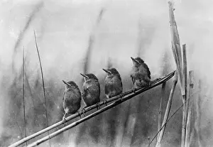 Fledglings Prints: The Food Queue