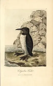 Foolish Prints: Foolish guillemot, Colymbus troile, Uria troile